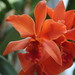 Patricia Flowers Photo 16