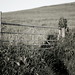 Jenny Mount Photo 9