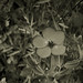 Sara Flowers Photo 15