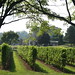 Howard Vine Photo 18