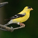 Robert Finch Photo 14