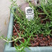 Rosemary Urban Photo 5