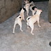 Vickie Russell Photo 35