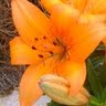 Judy Hatch Photo 26