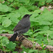 Gray Magee Photo 14