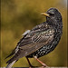Starling Robinson Photo 4