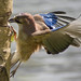Jay Peck Photo 16