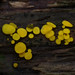 Anne Lemon Photo 10