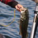 Brent Lake Photo 24
