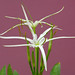Hoa Trinh Photo 21