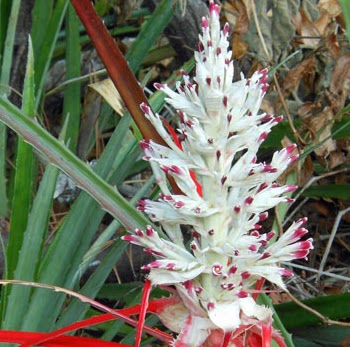 Debra Fisher Photo 43