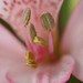Janet Harper Photo 24