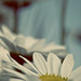 Michelle Flowers Photo 16