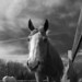 Tracy Eaton Photo 8