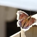 Mary Provenzano Photo 16