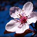 Joyce Hixson Photo 1