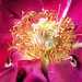 Elizabeth Mcdermott Photo 21
