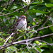 Denise Harrison Photo 36