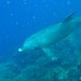 Annie Sea Photo 8