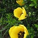Pauline Hedges Photo 5