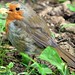 Robin Line Photo 5