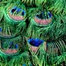 Douglas Peacock Photo 16