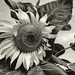 Kelley Groves Photo 26
