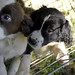 Shelly Springer Photo 13