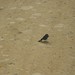 Willie Hunter Photo 11