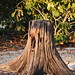 Clifton Cox Photo 20