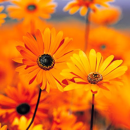 Shofiul Alam Photo 12