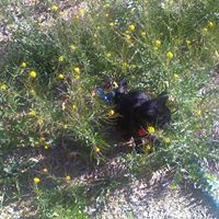 Joy Stein Photo 11