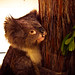 Colleen Woods Photo 26