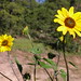Susan Jerome Photo 25