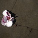 Maxine Harmon Photo 6