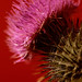 Bonnie Sharp Photo 25
