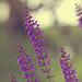 Violet Reed Photo 4
