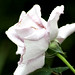 Rhonda Rains Photo 7