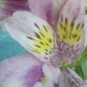 Debra Nester Photo 4
