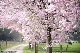 Sara Rezaei Photo 10