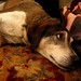 Lori Bean Photo 8