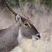 Victoria Buck Photo 31