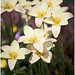Cynthia Flora Photo 15