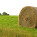 Anna Hays Photo 11