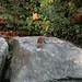 Robin Roe Photo 13