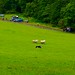 Pat Collie Photo 10
