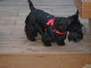Joan Lang Photo 9