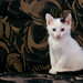 Richard Parker Photo 8