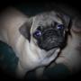 Debbie Buck Photo 28