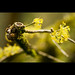 Robert Gold Photo 52